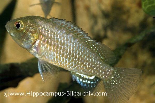 Egyptian mouthbrooder Pseudocrenilabrus multicolor Dwarf Egyptian Mouthbrooder