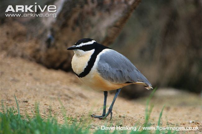 Egyptian plover Egyptian plover videos photos and facts Pluvianus aegyptius ARKive