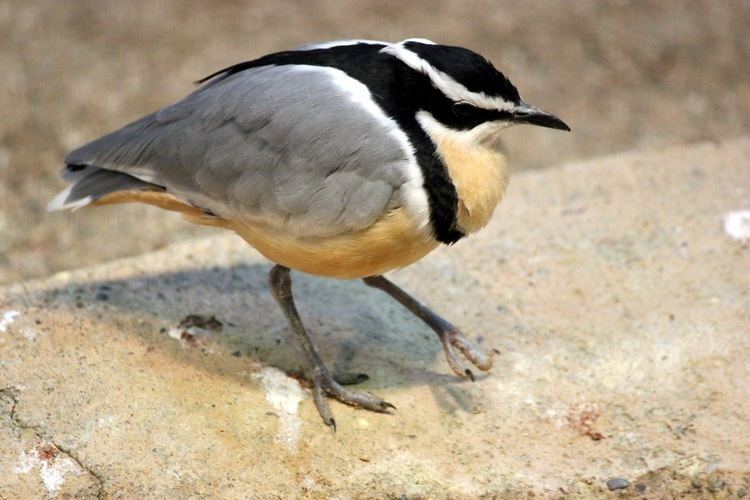 Egyptian plover Animal A Day Egyptian Plover