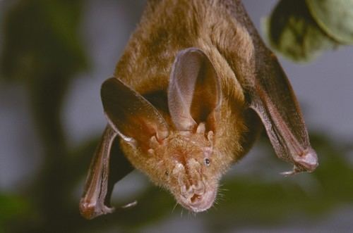 Egyptian slit-faced bat Javan Slitfaced Bat Nycteris javanica iNaturalistorg