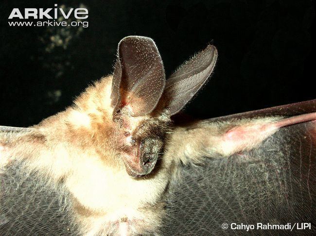 Egyptian slit-faced bat Javan slitfaced bat photo Nycteris javanica G69549 ARKive