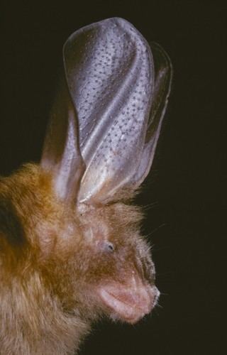 Egyptian slit-faced bat Slitfaced Bats Genus Nycteris iNaturalistorg