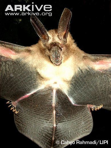 Egyptian slit-faced bat Javan slitfaced bat videos photos and facts Nycteris javanica