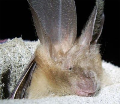 Egyptian slit-faced bat CommonEgyptian slitfaced bat Nycteris thebaica EcoSolutions