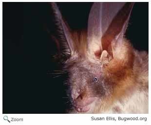 Egyptian slit-faced bat Nycteridae slitfaced bats Wildlife Journal Junior