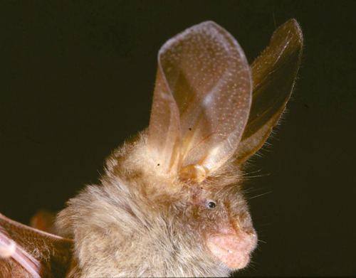 Egyptian slit-faced bat Gambian Slitfaced Bat Nycteris gambiensis iNaturalistorg