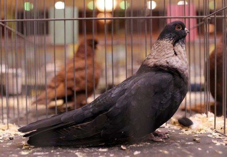 Egyptian Swift pigeon Egyptian swift Pigeon YouTube