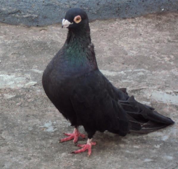 Egyptian Swift pigeon Is this Egyptian Swift good for flying also PigeonTalk