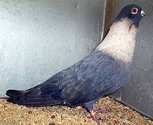 Egyptian Swift pigeon httpsuploadwikimediaorgwikipediacommonsthu