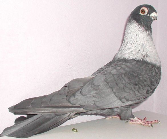 Egyptian Swift pigeon Egyptian swift pigeons Pigeons fall