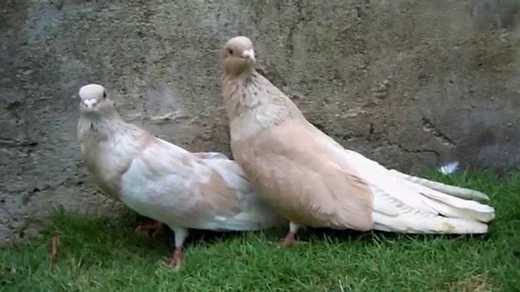 Egyptian Swift pigeon EGYPTIAN SWIFT PIGEON PAIR YouTube