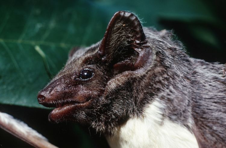 Egyptian tomb bat Egyptian Tomb Bat Narrows Hunt for Source of Killer Lung Virus