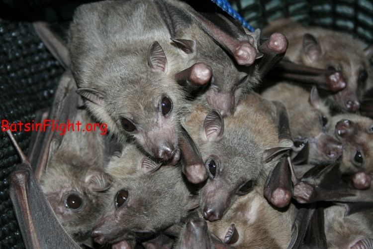 Egyptian tomb bat BatsinFlightorg Egyptian Tomb Fruit Bats