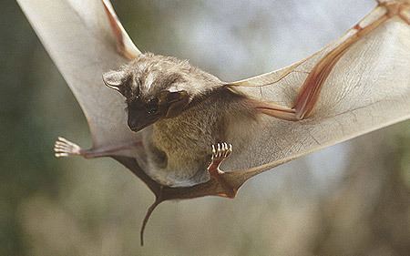Egyptian tomb bat Species Sheet Mammals39Planet