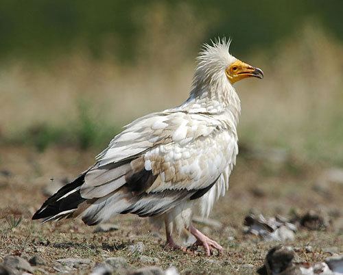 Egyptian vulture Egyptian Vulture All About The Egyptian Vulture Birds