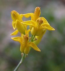 Ehrendorferia chrysantha httpsuploadwikimediaorgwikipediacommonsthu