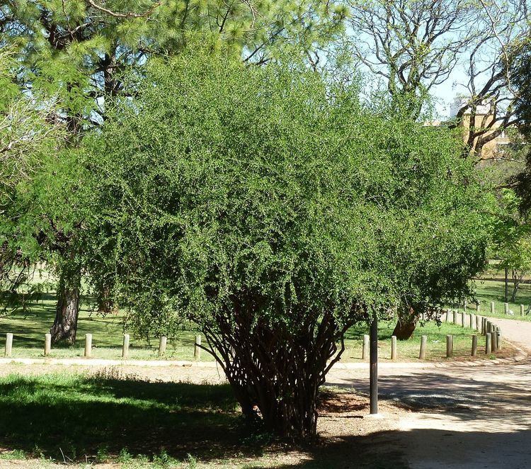 Ehretia rigida FileEhretia rigida habitus Uniegeboutuinejpg Wikimedia Commons