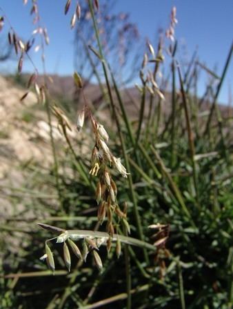 Ehrharta calycina Threatened Species Programme SANBI Red List of South African Plants