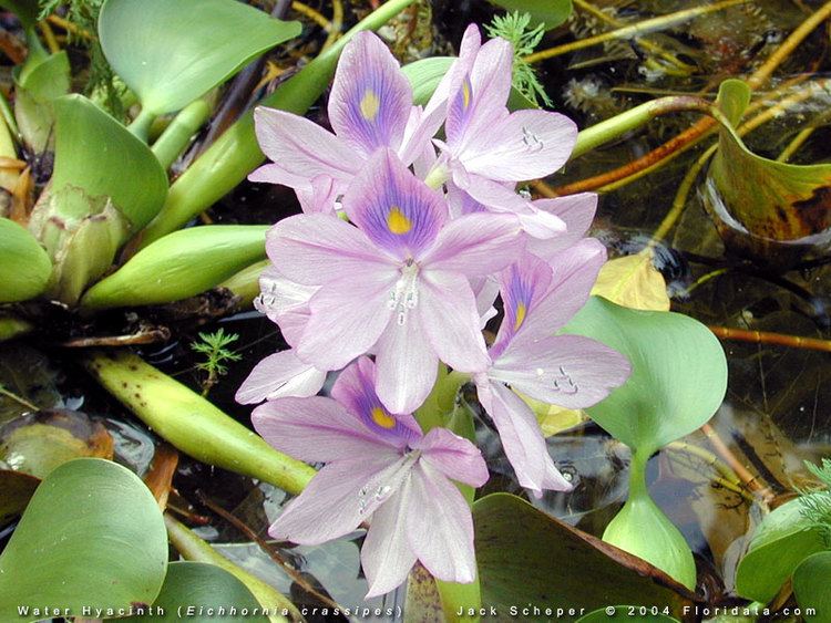 Eichhornia imagesfloridatacomgalleryEichhorniacrassipes8