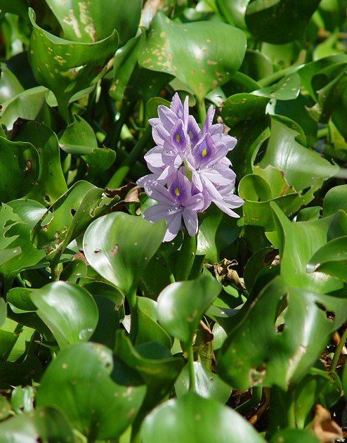 Eichhornia Eichhornia crassipes page