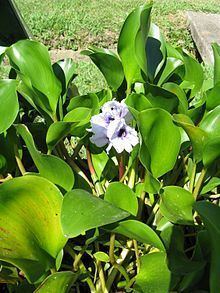 Eichhornia azurea httpsuploadwikimediaorgwikipediacommonsthu