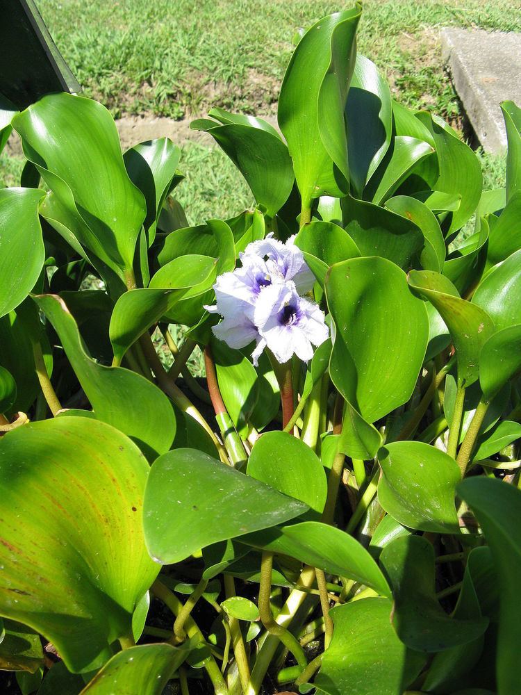 Eichhornia azurea Eichhornia azurea Wikipedia