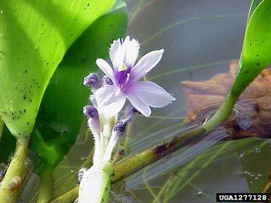 Eichhornia azurea Texas Invasives