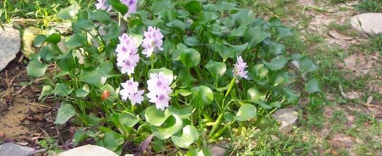 Eichhornia azurea Anchored Water Hyacinth Peacock Hyacinth Eichhornia azurea