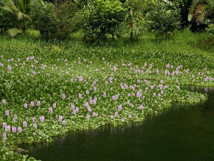 Eichhornia crassipes Water hyacinth Eichhornia crassipes Feedipedia