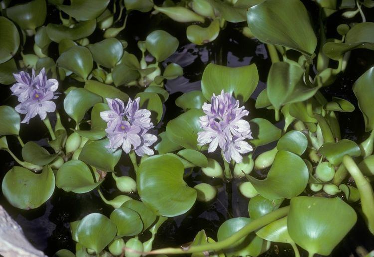 Eichhornia crassipes EICHHORNIA CRASSIPES herbis mundi