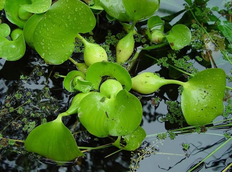 Eichhornia Eichhornia crassipes common waterhyacinth Go Botany