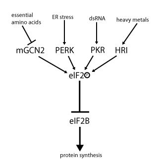 EIF-2 kinase