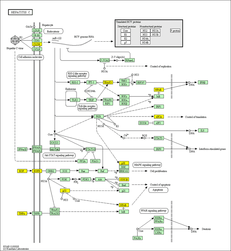 EIF2S1 Schizophrenia pathways