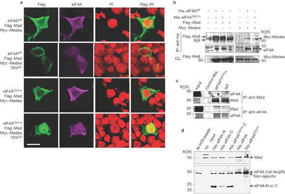 EIF4A Figure 2 A novel function of Drosophila eIF4A as a negative