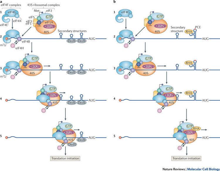 EIF4A Figure 3 mRNA helicases the tacticians of translational control