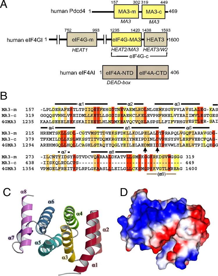 EIF4A PDCD4 inhibits translation initiation by binding to eIF4A using both