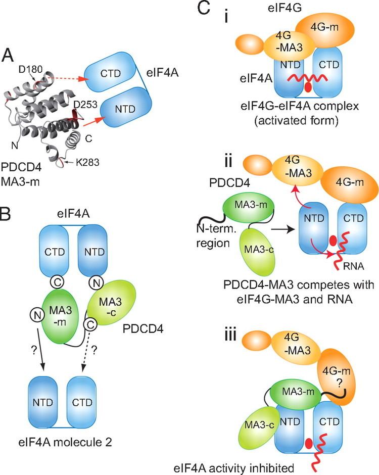 EIF4A PDCD4 inhibits translation initiation by binding to eIF4A using both