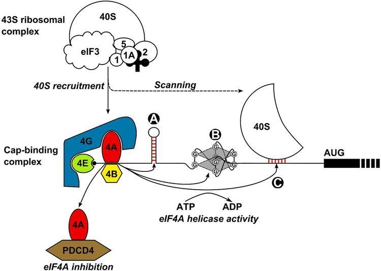 EIF4A Translational dysregulation in cancer eIF4A isoforms and sequence