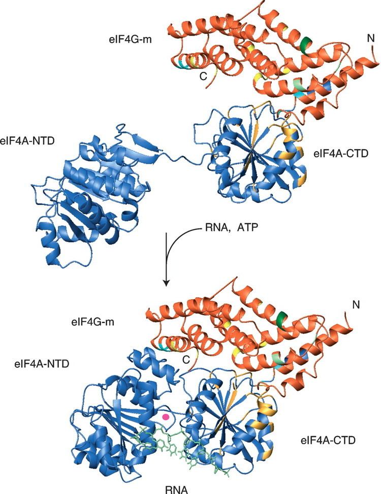 EIF4A Structural basis for the enhancement of eIF4A helicase activity by eIF4G