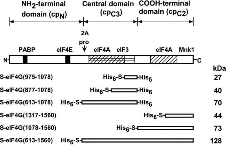 EIF4G Characterization of the Two eIF4Abinding Sites on Human eIF4G1