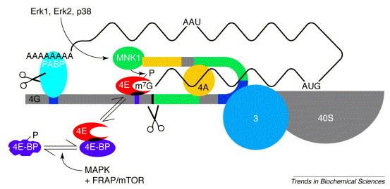 EIF4G Translation initiation adept at adapting Trends in Biochemical