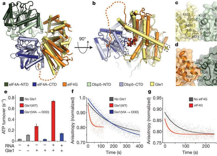 EIF4G Comparison of Gle1InsP6Dgr90Dbp5 and eIF4AeIF4G A conserved