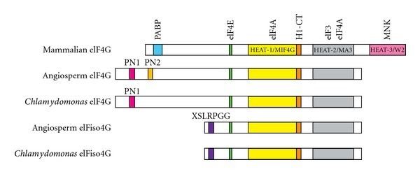 EIF4G Domain organization of eIF4G and eIFiso4G from mammals angiosperms