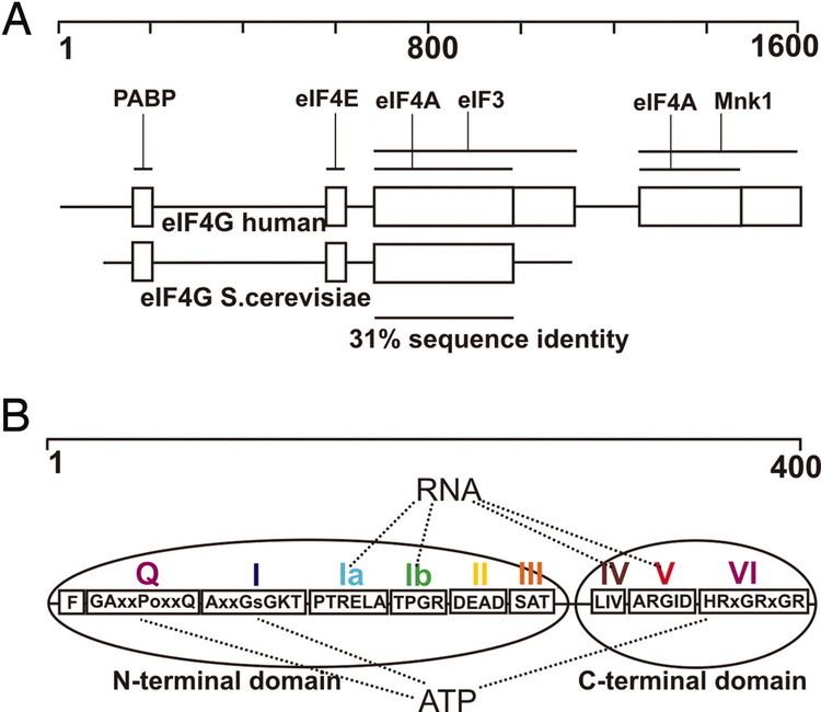 EIF4G Crystal structure of the yeast eIF4AeIF4G complex An RNAhelicase