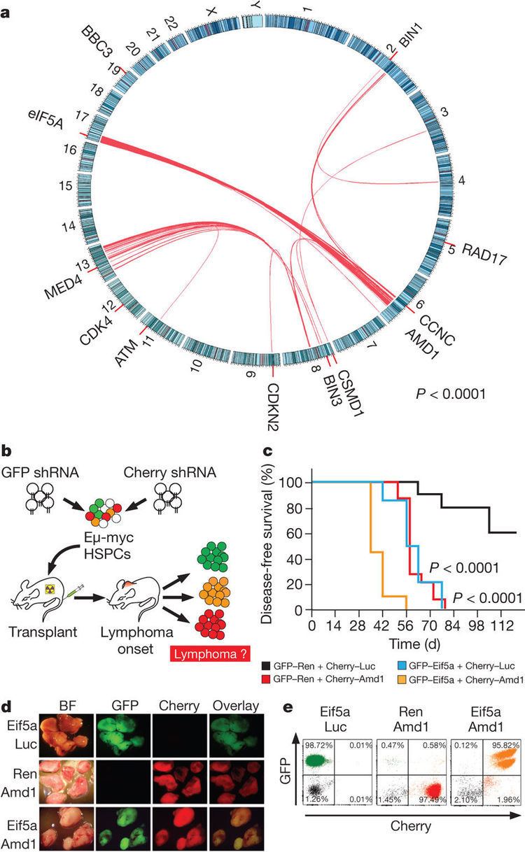 EIF5A Loss of eIF5A and AMD1 cooperate in lymphoma progression A tumour