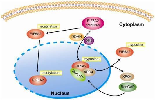 EIF5A Roles of Eukaryotic Initiation Factor 5A2 in Human Cancer