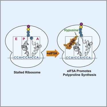 EIF5A eIF5A Promotes Translation of Polyproline Motifs Molecular Cell