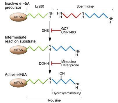 EIF5A JCI Revisiting an old acquaintance role for eIF5A in diabetes