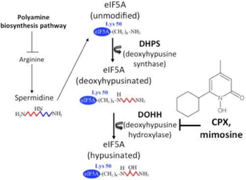 EIF5A Research Klemke Lab