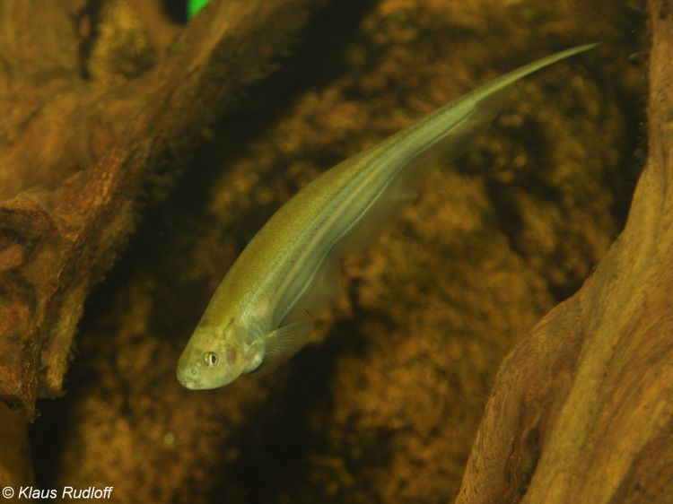 Eigenmannia virescens Image Eigenmannia virescens Glass Knife Fish BioLibcz